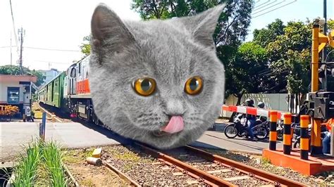 Awas Kereta Api Kepala Kucing Lagi Jalan Jalan YouTube