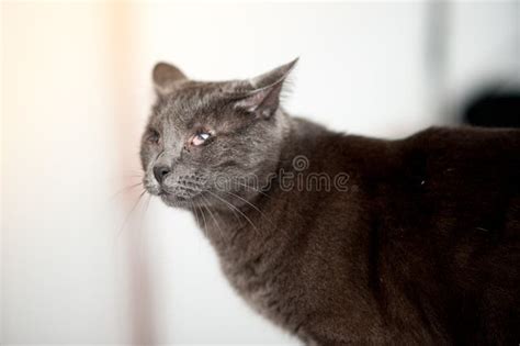 Gato Cego De Um Olho - Um Gato Cego Grisalho E Fofo, Que Perdeu Os Olhos Como Gatinho Devido a ...