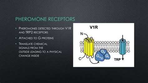 Pheromones! | PPT