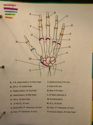 HAND FINGER WRIST WKST STUDY GUIDE Flashcards Quizlet