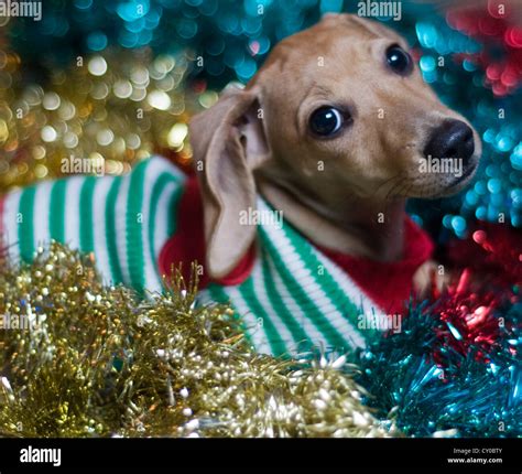 Cute Dachshund Puppy In Christmas Sweater Surrounded By Garland And