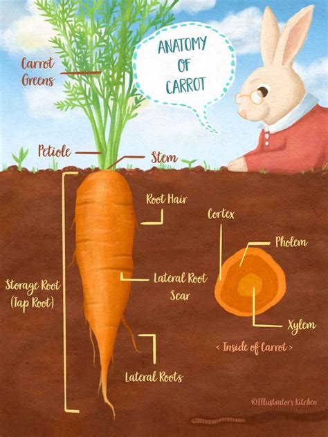 Know Your Ingredients Ep.2 Carrot | Carrots, Bottles decoration wedding ...