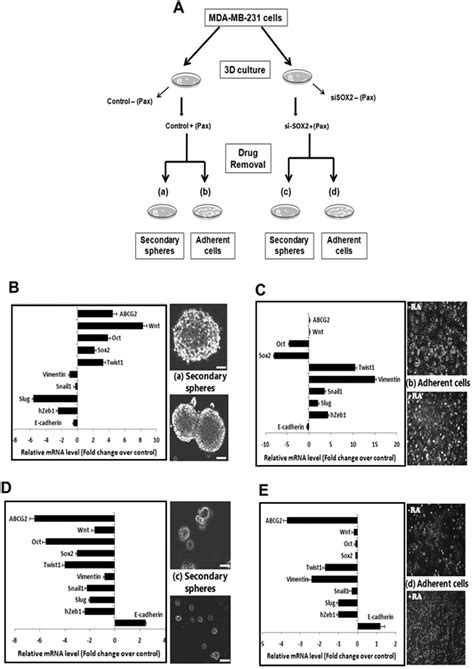 Sox2 Silencing And Pax Treatment Of Mammospheres Prevent Download