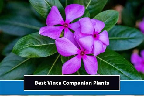 Best Vinca Companion Plants With Photos