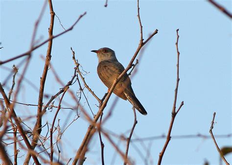 Cuckoo Is Calling 4