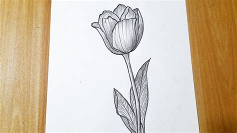 How To Draw Tulip Flower Easy Tulip Drawing For YouTube