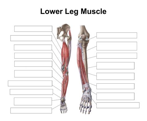 Blank Muscle Anatomy Worksheets