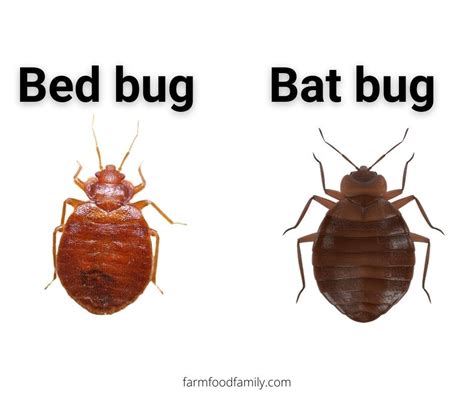 10 Bugs That Look Like Bed Bugs But Aren't