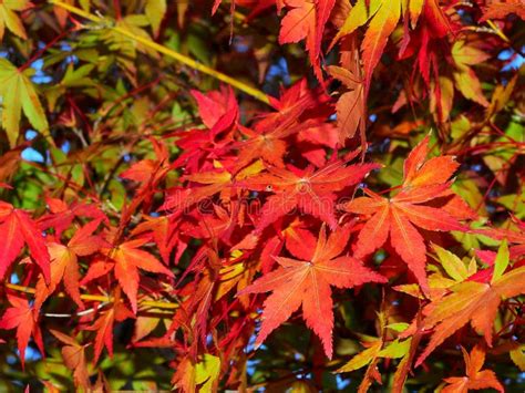 Red Maple Leaves In Autumn Season Stock Photo Image Of Leaf Flower