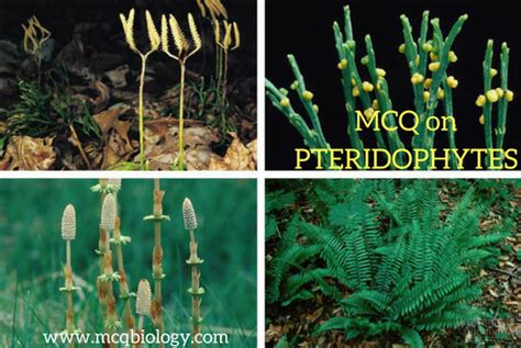 Multiple Choice Questions On Pteridophytes MCQ Biology Learning