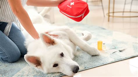 Dar N Curso Para Darle Primeros Auxilios A Tus Perros O Gatos En