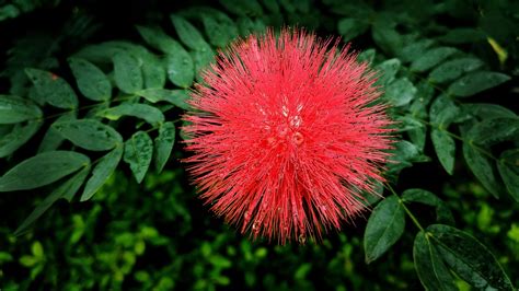 Bottlebrush Flor Roja Callistemon Foto Gratis En Pixabay Pixabay