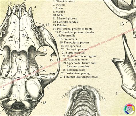 Cat Skull Anatomy Poster 18" X 24" – Body of Elements