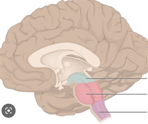 Brainstem And Blood Supply Flashcards Quizlet