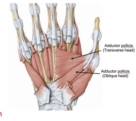 Ot Muscles And Nerves Of The Hand Flashcards Quizlet