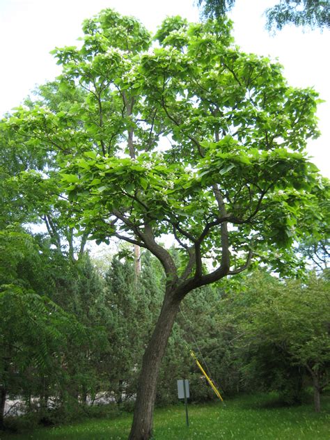 NORTHERN CATALPA - CATALPA SPECIOSA | The UFOR Nursery & Lab