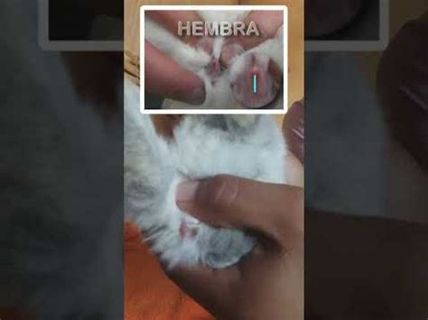 Como Saber Si Mi Conejo Es Hembra O Macho Youtube