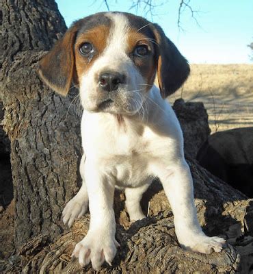 American Foxhound | The Foxhound Dog | All Dog Breeds