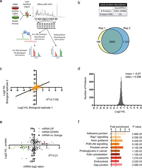 Quantitative Proteomic Profiling For Nedd4 Regulated Proteins And