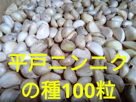 平戸ニンニクの種100個 暖地大蒜 ヤギ農法 自然栽培 タネにんにく By メルカリ