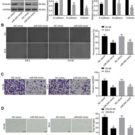 Upregulation Of Mir Blocks Migration Invasion And Angiogenesis Of