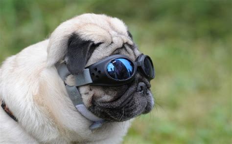 A Pug Wearing Sunglasses Pugs Pugs Funny Cute Pugs