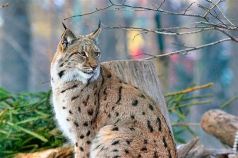 Lince Da Malcata Vortexmag