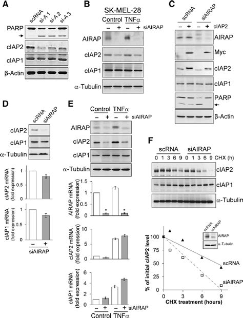 AIRAP Knockdown Affects CIAP2 Protein Stability In Melanoma Cells A