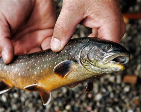 Trout Fishing Virginia: Top 7 Spots for Trout Fisherman - A Man & His Rod