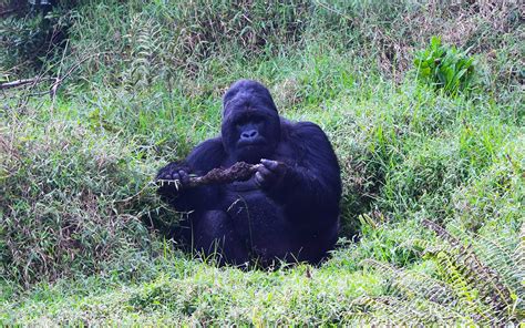 A Planning Guide To A Rwanda Birding Trip Untamed Uganda Safaris