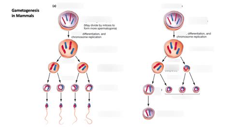 Gametogenesis In Mammals Diagram Quizlet