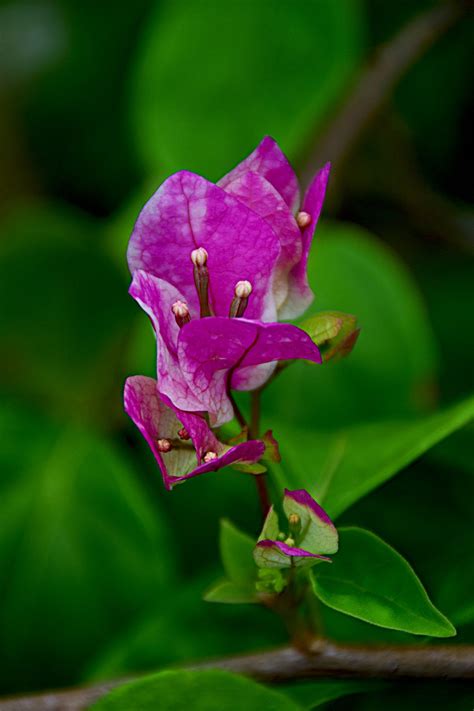 Flor Buganvillas Florecer Foto Gratis En Pixabay Pixabay