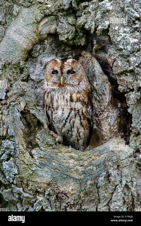 Tawny Owl Strix Aluco Roosting In Hole In Tree Stock Photo Alamy