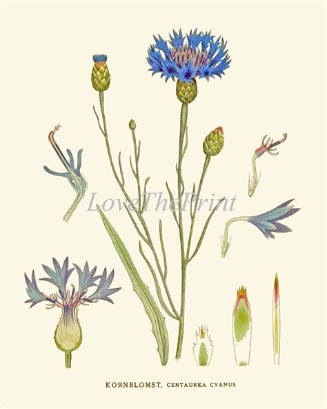 Blue Flowers Botanical Print Wall Art Set Of 4 Prints Etsy In 2021