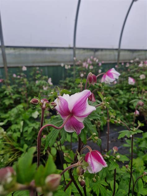 Anemone 'Dainty Swan' | Shop Established Anemone | Proctors Nursery