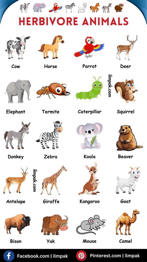 Herbivore Animals Names In English With Facts Ilmpak In 2024