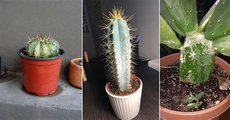 Why Is My Cactus Turning White Reasons And Solutions Indoor