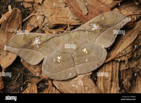 Saturniid Moth Loepantheraea Rosieri Lawas Sarawak Borneo