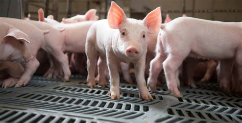 19 Swine Production Facts - Facts.net