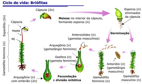 Reino Plantae Briófitas Pteridófitas Gimnospermas E Angiospermas Ciclos De Vida Ciclo De