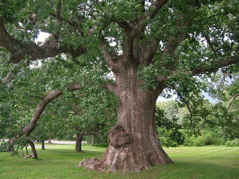 Quercus Alba White Oak Hfandg