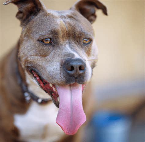 A photo of a brindle Pitbull | Pet Dog Owner