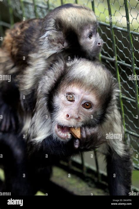 Capuchin Monkey Service Hi Res Stock Photography And Images Alamy