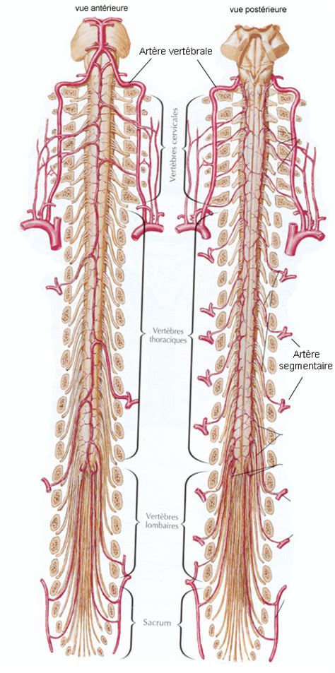 La Vascularisation La moelle épinière