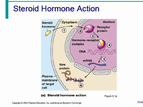 Steroid Hormone Action Diagram Quizlet