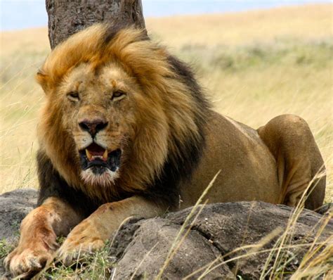 The Lion Interesting Facts About King Of Jungle Animals Lover