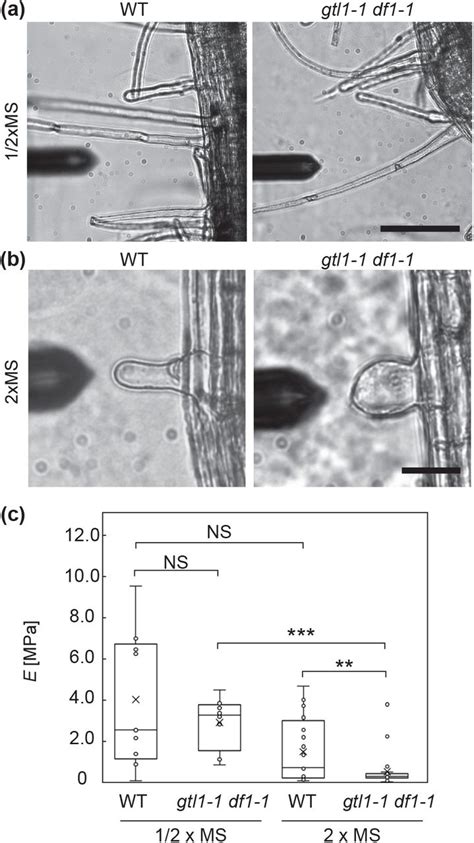 Root Hairs Microscope