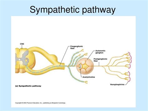 Ppt Autonomic Nervous System Powerpoint Presentation Free Download