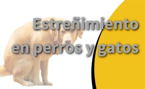 Estreñimiento en perros y gatos Fatro