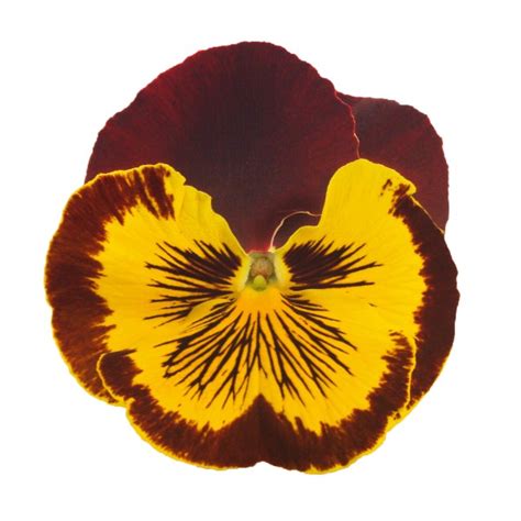 Viola Wittrockiana Red And Gold Schneider Bv Schneider Young Plant